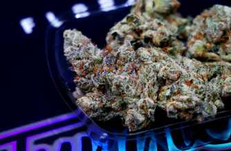 Cochino strain